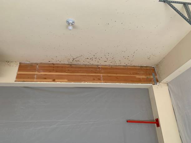 Best Biohazard Mold Removal  in West Point, NY